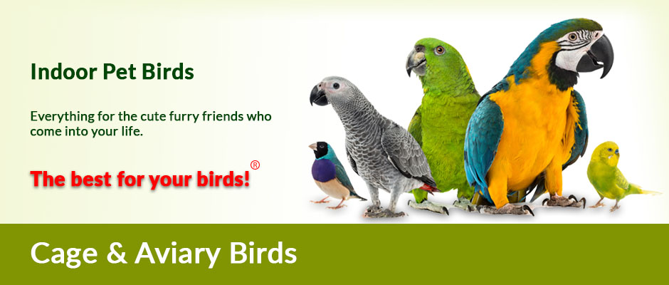 Pet Indoor Birds  - Crescentquail