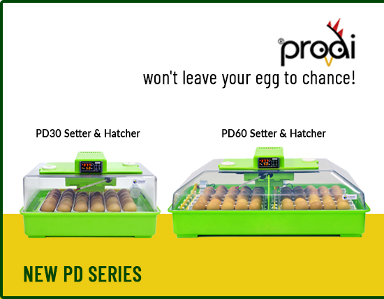 Small Egg Incubator