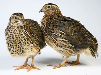 Japanese quail 