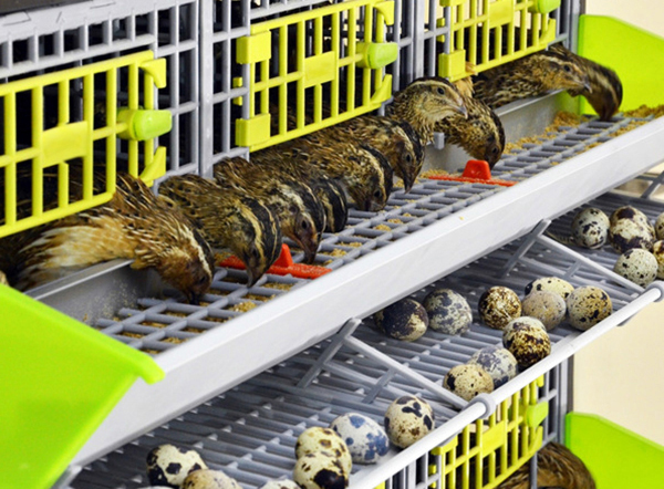 Quail Cage, Quail Egg Cages, Quail Breeding Cages