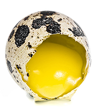 Quail Egg Meat Quail Egg Meat