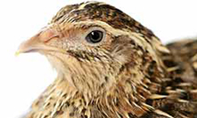 Japanese quail Male Head