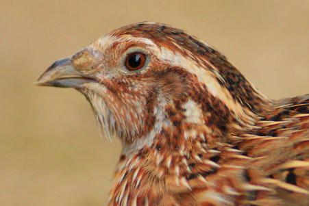 Japanese quail Male Head