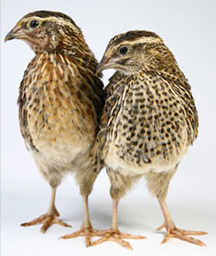 Japanese quail Male Head